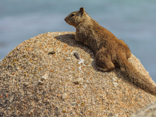 美国加州迪士尼乐园