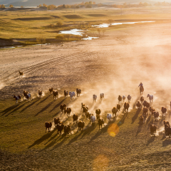 Bashang of Inner Mongolia horse farm horses