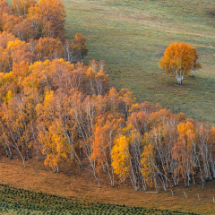 Autumn grazing scenery on Bashang Grassland in Wulanbutong