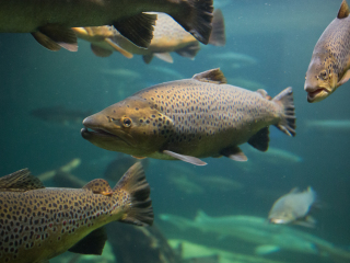 大西洋鲑鱼博物馆