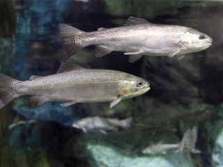 大西洋鲑鱼博物馆