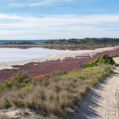 Hutt Lagoon pink lake landscape with vegetation and sandy roadway in Port Gregory, Western Australia under a blue sky/Hutt Lagoon: Colors in Nature/Port Gregory, Western Australia.