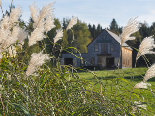 金斯兰丁历史定居点