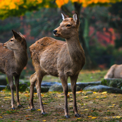 Sika deer resting and grazing in park lands of Nara, Japan