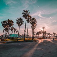 Venice beach sunrise palm trees
