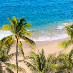 Palm trees, ocean waves and beach, Acapulco, Mexico, the Pacific Ocean
