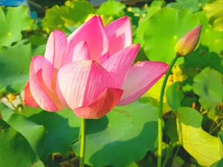 如美地植物园