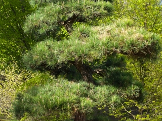 如美地植物园