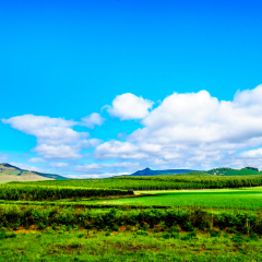 The highveld with its many pine tree plantations along highway R358 between Hazyview and Witriver in the province of Mpumalanga in South Africa