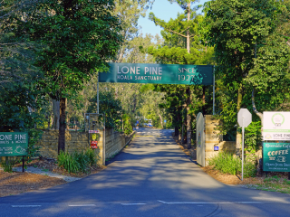 龙柏考拉保护区