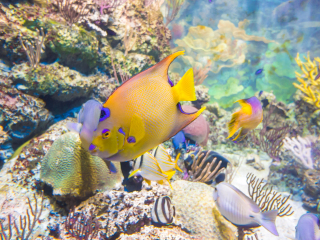 新加坡海底世界