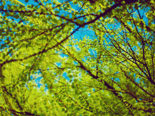 拜罗伊特大学生态植物园