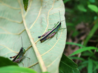 奥利夫平克植物园