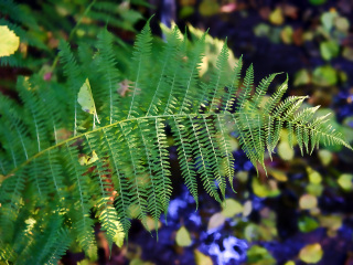 弗洛拉河自然公园