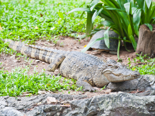 北榄鳄鱼湖动物园