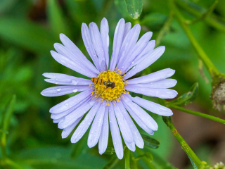 韩国自生植物园