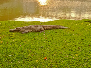北榄鳄鱼湖动物园