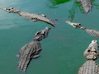 北榄鳄鱼湖动物园