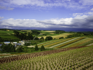 富良野