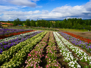 富良野
