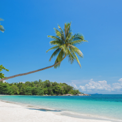 Tropical beach panorama with a leaning palm tree, Bintan island near Singapore, Indonesia