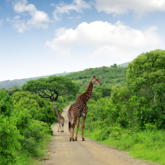Giraffes in Kruger park South Africa