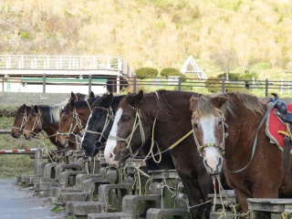 阿苏自然农场乐园