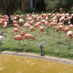 PRETORIA, SOUTH AFRICA - January 3rd 2017: National Zoological Gardens, Boom Street Pretoria Central, a morning spent with all of the beauty within the Zoo.
