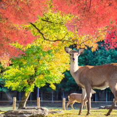 Nara deer roam free in Nara Park, Japan for adv or others purpose use