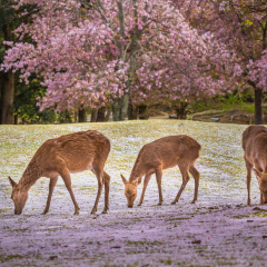 Deers at Nara park during a sunny day in the cherry blossom season, Japan.