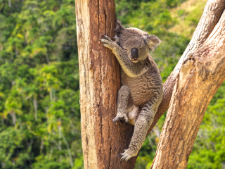 龙柏考拉保护区