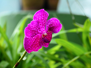 冲绳东南植物乐园
