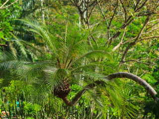 冲绳东南植物乐园