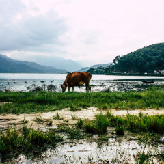 Pokhara Nepal October 2, 2018 View of a cow eating grass front the lake in Pokhara
