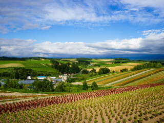 富良野