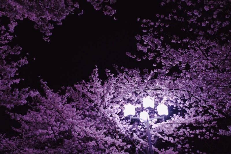 同济夜樱超美的