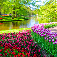 Blooming flowers in Keukenhof park in Netherlands, Europe. 