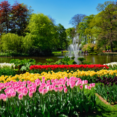 Blooming tulips flowerbeds in Keukenhof flower garden, also known as the Garden of Europe, one of the world largest flower gardens and popular tourist attraction. Lisse, the Netherlands.