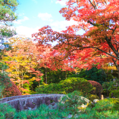 Red maple leaves in autumn season at Shoyo-en Japanese garden of Nikko, Japan
