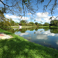 Beautiful lake reflections with blue sky at Lake Garden Taiping, Perak. Nature composition.