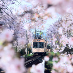 a train passing through cherry blossom trees