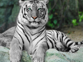 白虎沟满族蒙古族乡