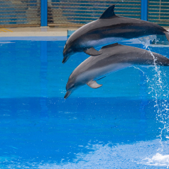 Two dolphins jump out from the water, snapped in Hong Kong Ocean Park