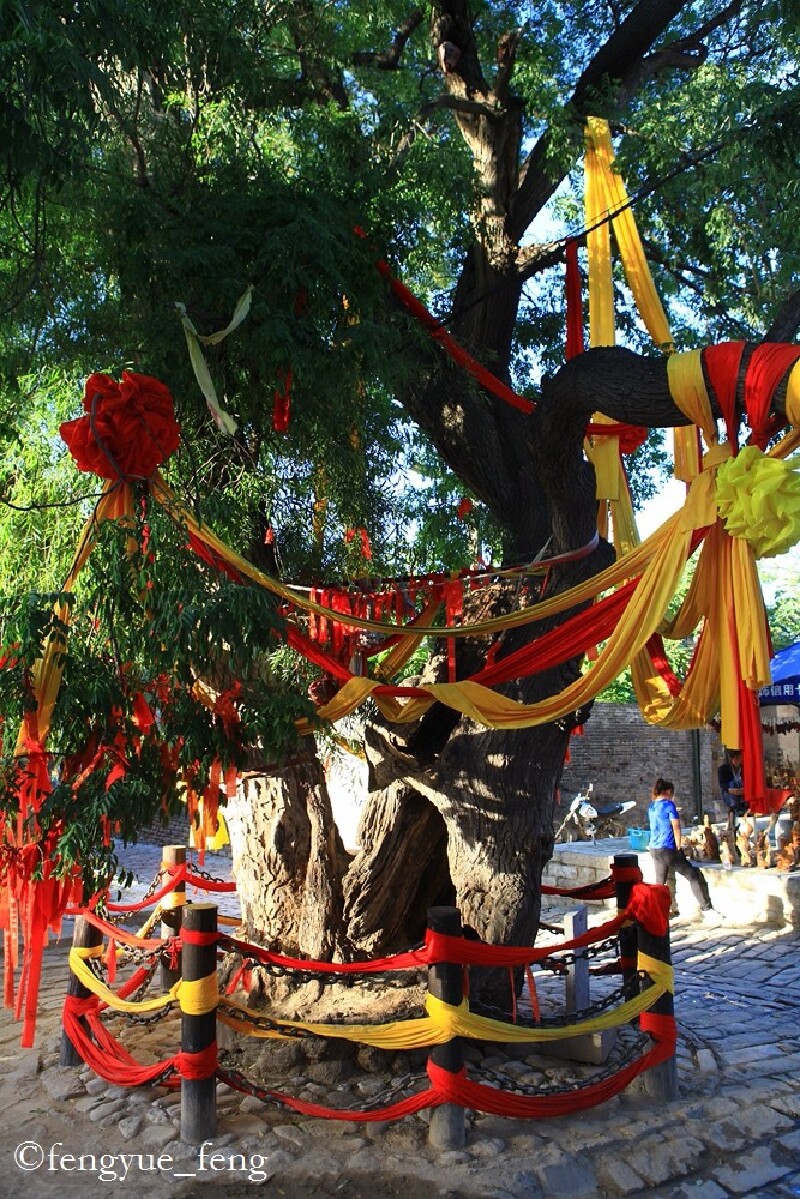 古树——槐抱柳,有1000年历史.