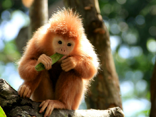 新加坡4晚5日跟团游 国泰\/新航+团签简便+纯玩
