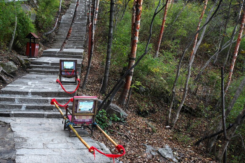 静卧在红桦林中的两乘滑竿,此刻,它们的主人或许正从山下赶来,用它