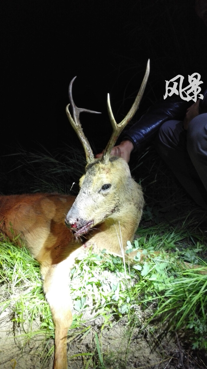 蒙古国八天狩猎夜猎逐猎围猎