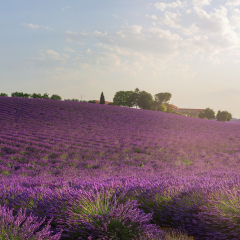 Lavender field in the sunrise light. Purple flowers of lavender and farm. Plateau de Valensole, Provence, France