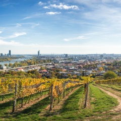 Vienna panoramic view. Vineyards on a sunny autumn day.