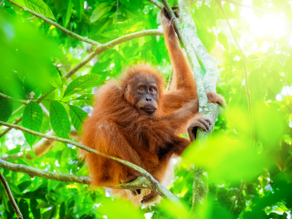 苏门答腊热带雨林